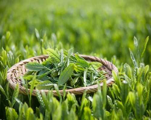 công dụng của trà xanh công dụng của trà xanh